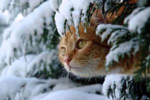 На Луганщине потеплеет до "плюсовых" значений уже завтра