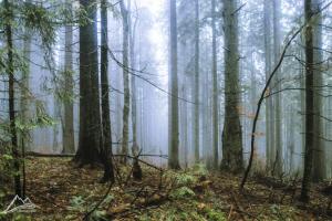 В Карпатах обнаружили хищника, который практически не встречается на территории Украины (фото)