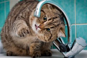 Частина Лисичанська залишилася без води: у водоканалі назвали причину