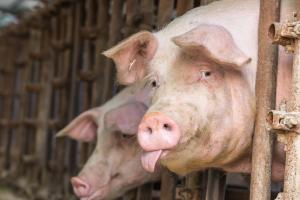 В одному з регіонів України виявили африканську чуму свиней