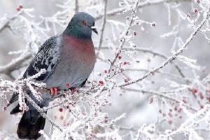 Аномалія зростає: синоптик розповіла, якою буде погода в лютому в Україні