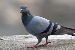 В Киеве на камеры попал мужчина, который выгуливал голубя на поводке (видео)