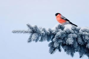 Синоптики розповіли, чи прийдуть на Луганщину сильні морози