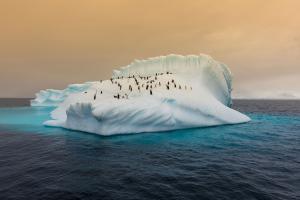 На дослідницькій станції в Антарктиді стався спалах COVID-19