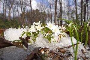 Весна на Луганщину придет аномально рано: свежий прогноз синоптиков