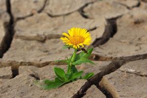 Українці зіткнувся з аномаліями через зміну клімату: що буде не так