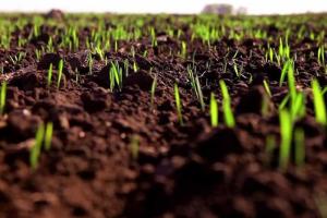 "Такого не было никогда": Луганщина - единственная область, где не началась посевная кампания