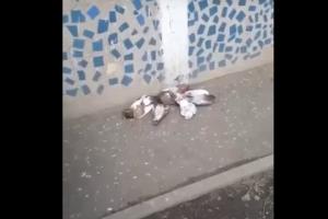В российском Белгороде начали травить голубей, считая их зараженными посланцами из Украины, - СНБО