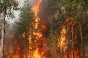 У Чорнобильській зоні горять сотні гектарів лісу - це найбільша за поточний рік пожежа