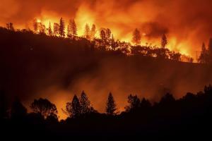 На Донеччині через обстріл горять сотні гектарів лісу