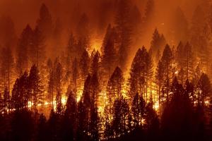 У Туреччині можуть запровадити страти за підпал лісів