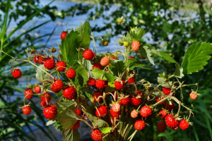 З наступного тижня в Україні запанує пекельна спека: прогноз синоптика