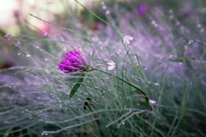 Низку регіонів України накриють дощі, прийде похолодання