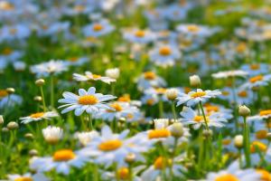 В Україні утримається спекотна погода, але подекуди пройдуть дощі