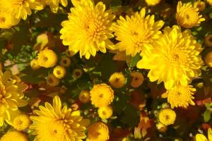 Синоптик назвала регіони, в яких похолодає сильніше