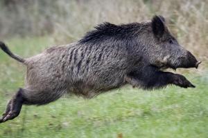 Села одного з регіонів України "атакують" дикі свині: залишають мешканців без урожаю
