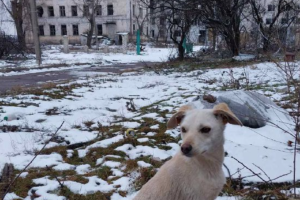 Тільки руїни та бродячі собаки: як виглядає Рубіжне сьогодні (фото)