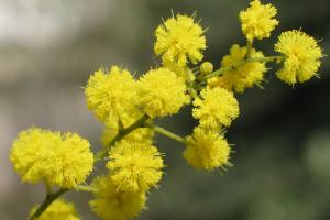 "Лисичанск побил все рекорды жадности": как "готовят" город к 8 Марта