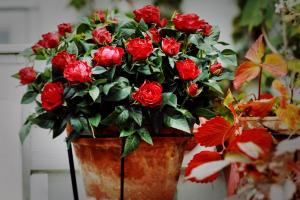 5 комнатных растений, которые лучше выбросить из дома - многие беды от них