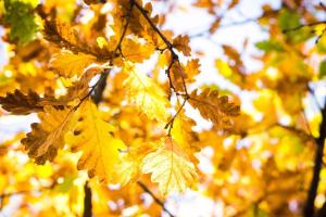 Незабаром заморозки: синоптик розповіла про погоду в Україні найближчими днями