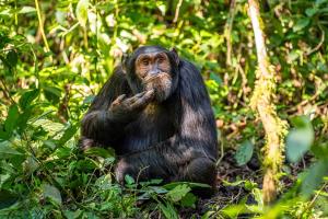 Фотоконкурс Nikon Comedy Wildlife Awards выбрал финалистов: самые смешные фото дикой природы