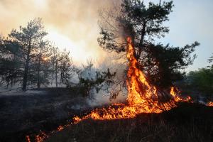 На окупованій Луганщині вигадали, де знайти "безкоштовних" пожежників для боротьби з вогнем