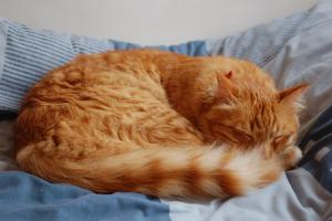 кот спит