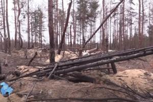 "Вместо пышного соснового леса - выжженная земля": Оккупанты уничтожили Серебрянский лес в Луганской области