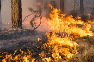 В сети появились новые данные о пожарах вокруг Кременной