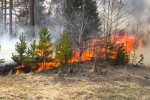 Окупанти повідомили, що природну пожежу на Луганщині вдалося загасити