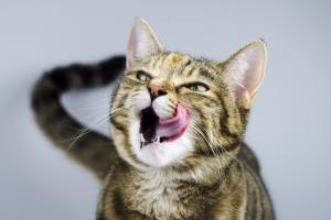 Кішка та наркотики