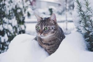 "Перший тиждень Нового року принесе в Україну похолодання": Прогноз відомого синоптика на найближчі дні