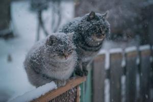 Похолодання в Україні: синоптик розповіла, в яких регіонах температура впаде нижче 10 градусів