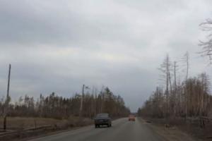 У мережі показали, що залишилося від лісу поблизу Сєвєродонецька