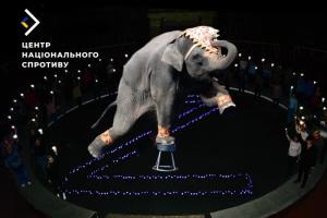"Голод и электрошокеры": в сети стало известно о методах дрессуры животных в Луганском цирке