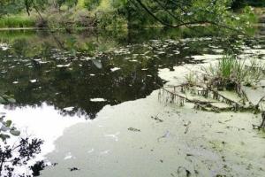 Забруднення водойм на ТОТ Донеччини призводить до масової загибелі риби