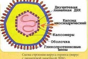 Проявления иммунодефицитов. Признаки нарушений иммунитета у ребенка