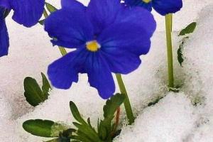 Как защитить растения от мороза?