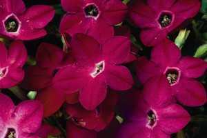 Ученые: Табак убивает рак