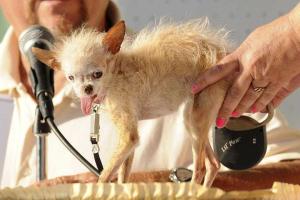 В Калифорнии проходит конкурс уродливых собак