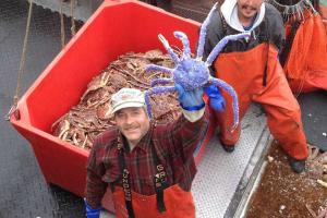 На Аляске поймали редкого краба голубого цвета