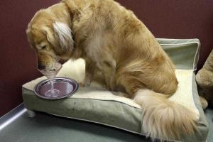 В США сделали лагерь для собак, страдающих ожирением