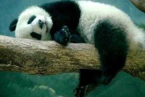 Панда притворялась беременной, чтобы больше есть