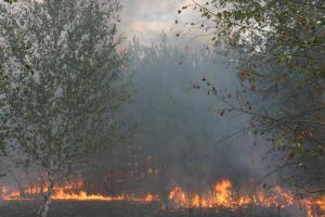 На Полтавщине горело 39 га леса