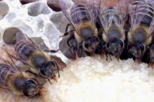 Все о пчелах: 20 вопросов и ответов