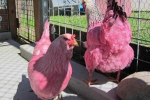 В США в парке появились розовые куры