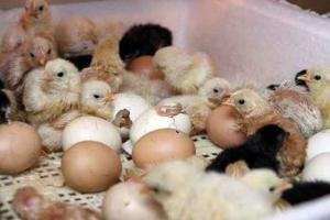 На что обратить внимание при выборе инкубатора