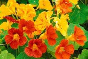 Выращивайте съедобные цветы