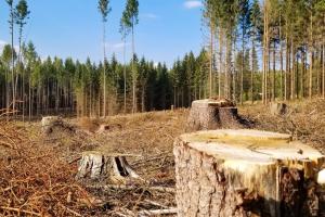 Прокурор Богдан Зарічанський про алгоритм процесуальних дій під час досудового розслідування незаконної вирубки лісу