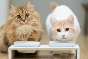 Сухий корм для кошенят та дорослих котів українського виробництва